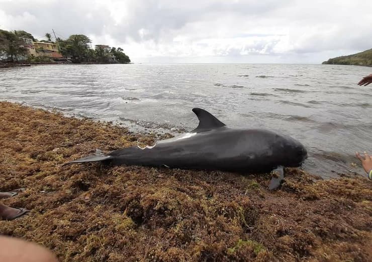 דולפינים נמצאו מתים לחופי מאוריציוס