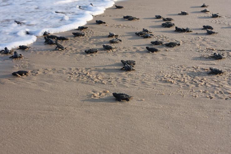 אבקועים בדרכם לים (צילום: אורי פרו, רשות הטבע והגנים ) אבקועים בדרכם לים