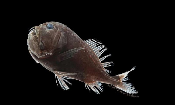 המרחק שבו דג אולטרה-שחור מזוהה על ידי טורף קטן פי שישה מהמרחק שבו מזוהה דג כהה "רגיל". אחד הדגים האולטרה-שחורים, מהמין Anoplogaster cornuta