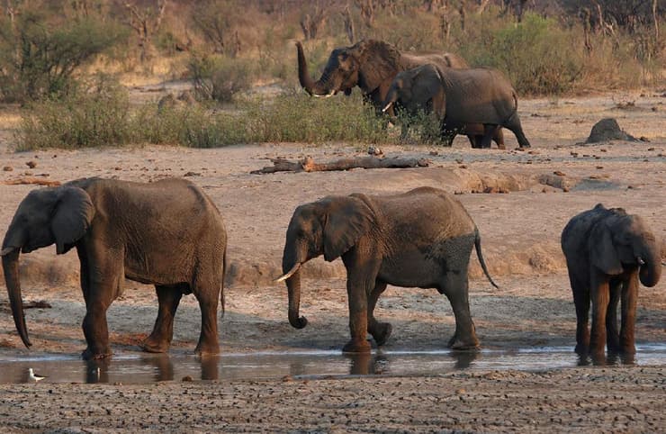 פילים זימבבואה הפארק הלאומי האוונגה