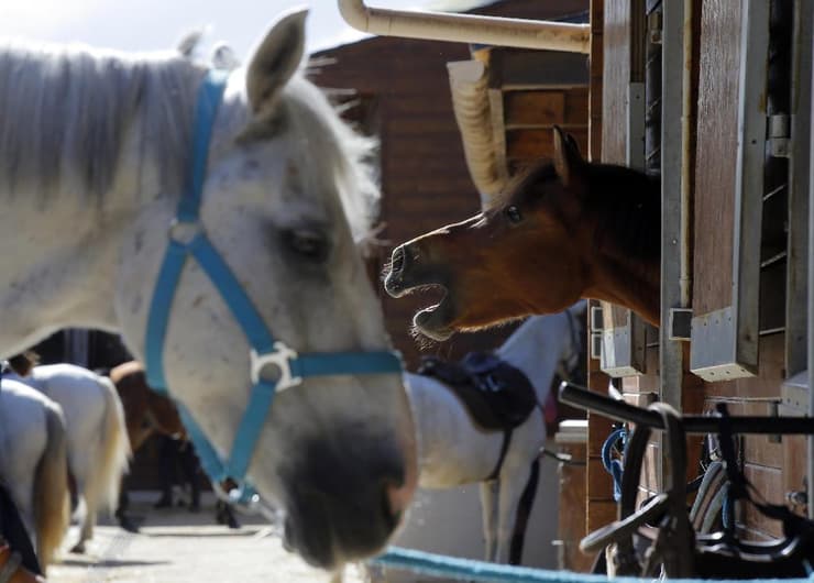 סוס סוסים ב יבלין ב צרפת 