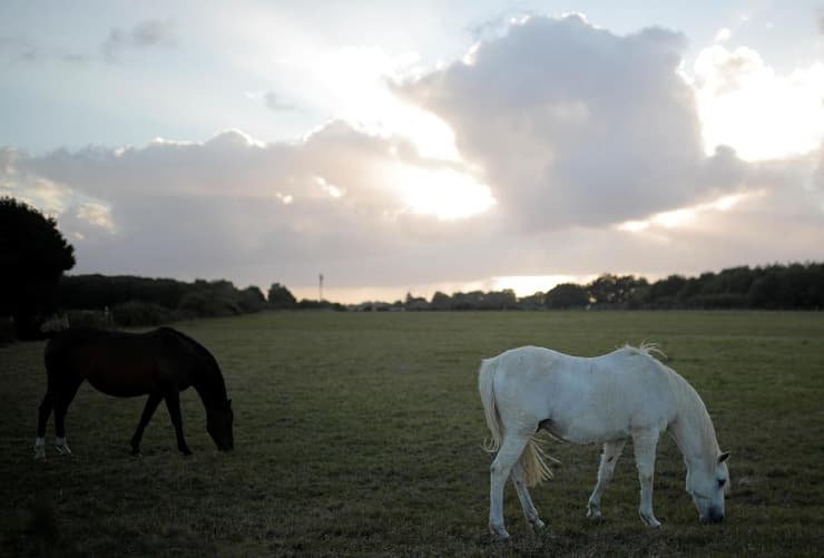 סוס סוסים ב נאנט ב צרפת 