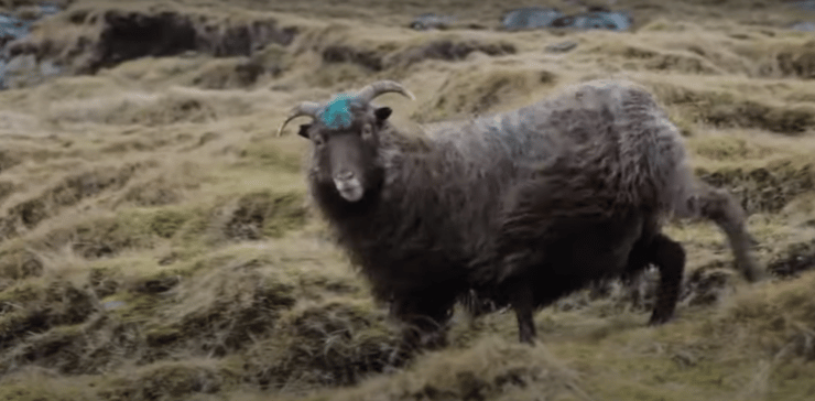 כבשה באיי פארו. לא מראה נדיר