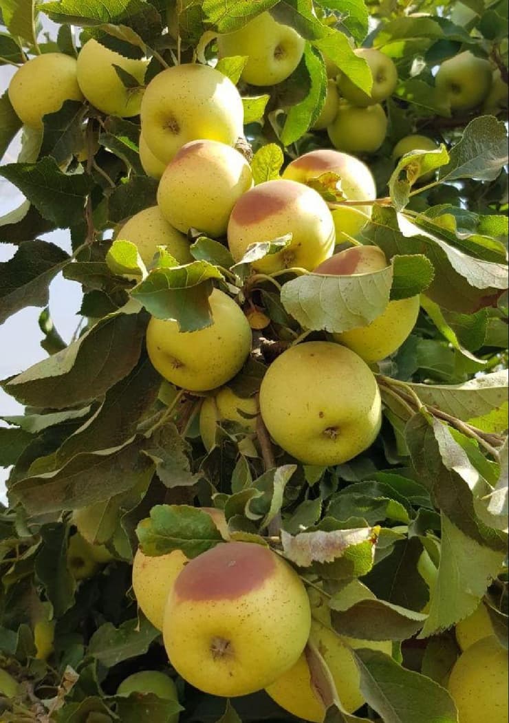 תפוחים מזן זהוב שניזוקו