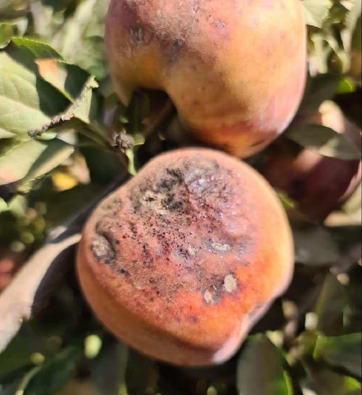 תפוחים מזן סטרקינג במטע במסעדה, רמת הגולן