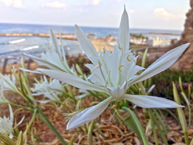 חבצלות חוף במצוק גן העצמאות בתל אביב