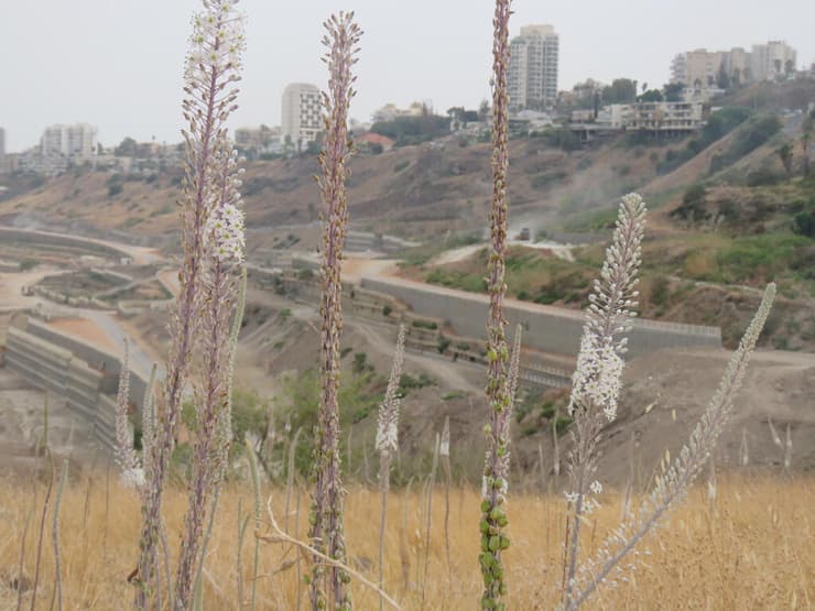 חצבים בתל רקת