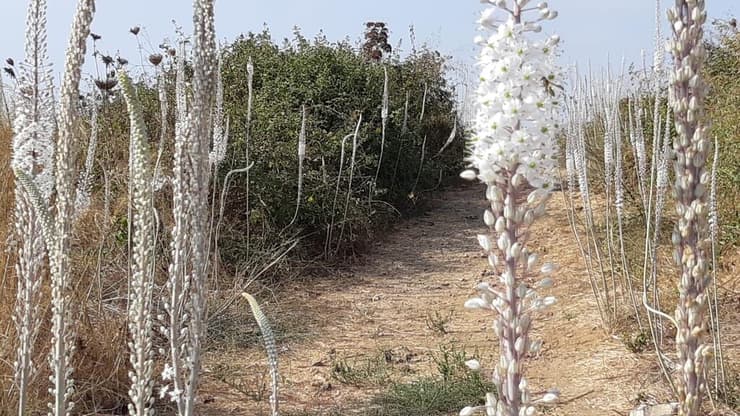 שביל החצבים בתל אפק