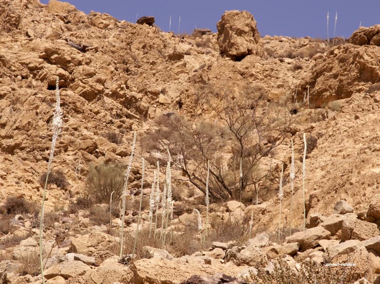 שביל החצבים בערד