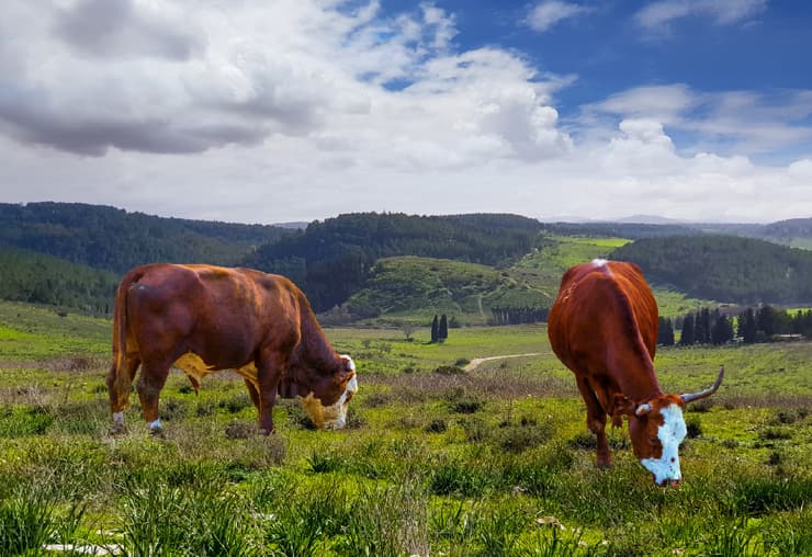 פרות בעמק השלום