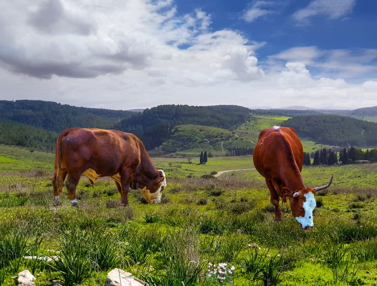 פרות בעמק השלום
