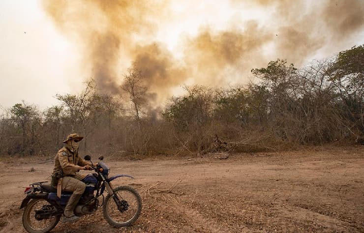 ברזיל פנטנאל פנטנל שריפות אש האח הקטן של האמזונס אליגטורים חיים