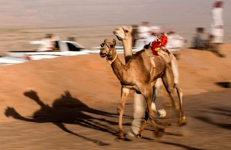 מירוץ מירוצי גמלים דרום סיני מצרים