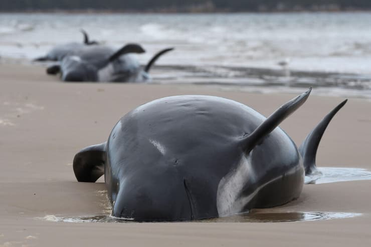 חילוץ לווייתן לווייתנים מהמין נתב גדול-סנפיר שנקלעו ל חוף ב טסמניה שב אוסטרליה