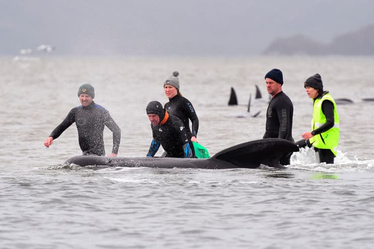 חילוץ לווייתן לווייתנים מהמין נתב גדול-סנפיר שנקלעו ל חוף ב טסמניה שב אוסטרליה