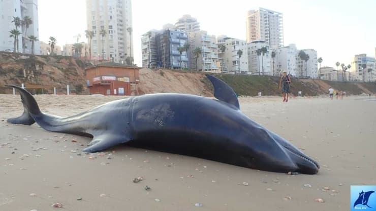 דולפין מת מהסתבכות ברשת דייגים 
