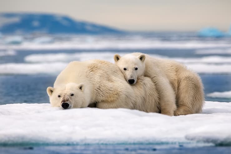 נזכרים בטיולים: הפלגה לקוטב הצפוני