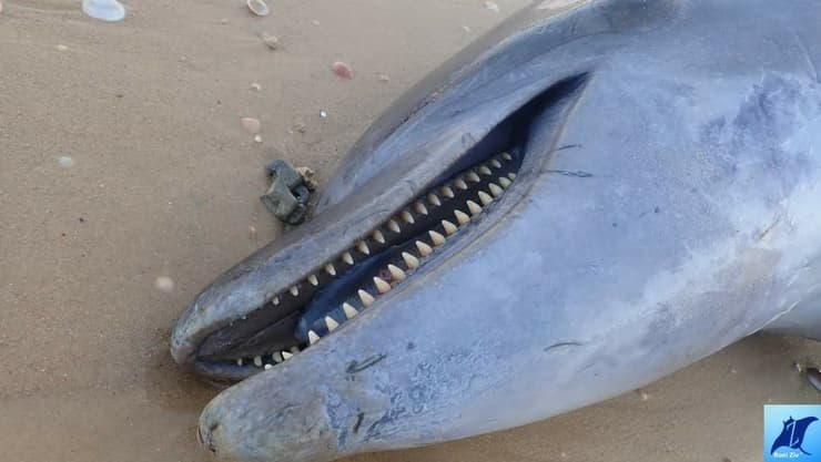 דולפין מת מהסתבכות ברשת דייגים 