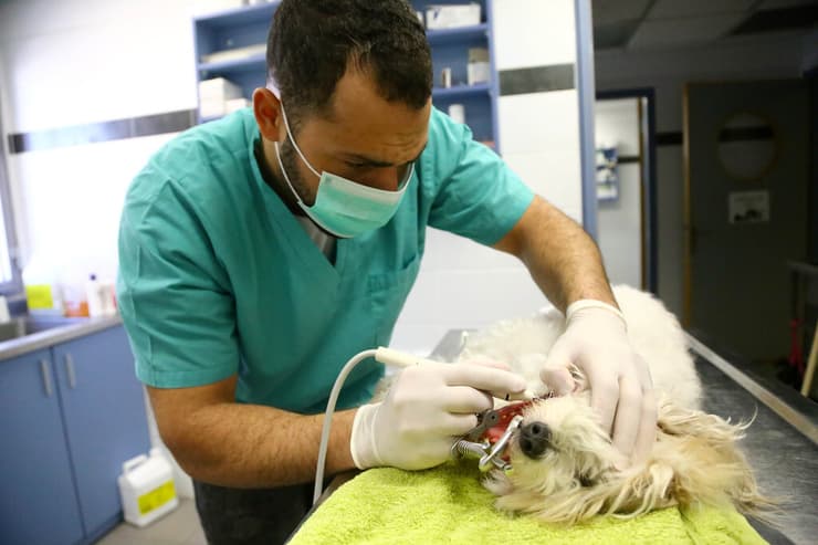 ניקוי שיניים לכלב בצער בעלי חיים בתל אביב