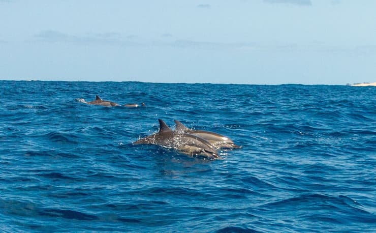 להקת דולפינים