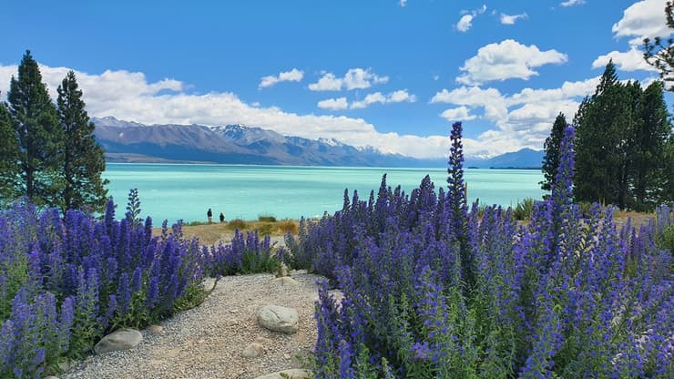 אגם פוקאקי (Pukaki). ניו זילנד