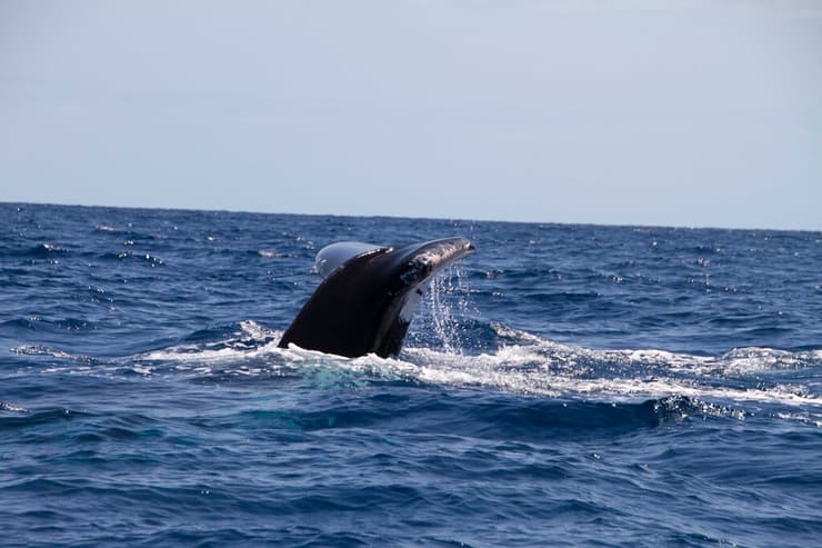 לוויתן במוזמביק