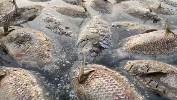 גוויות דגים במאגר ליד טירת צבי