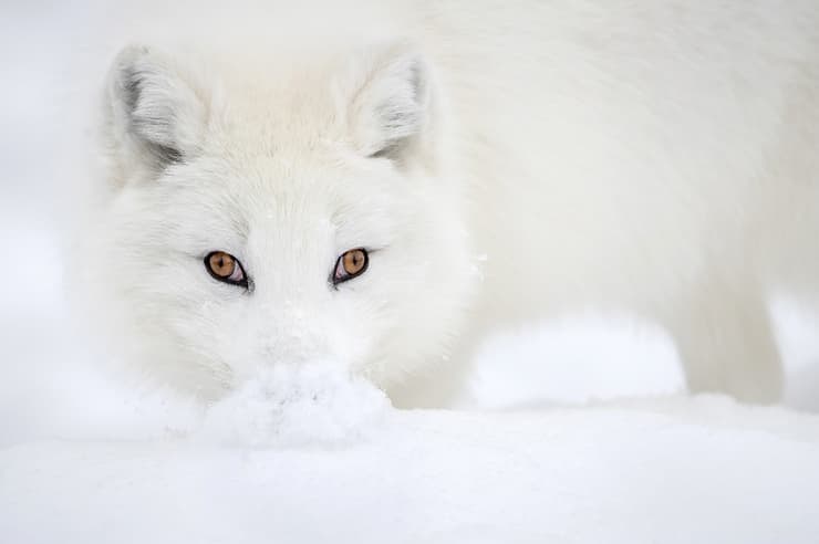 Snow Monalisa, Canada
