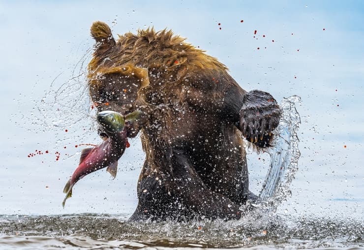 (Bear-Spoilt Eggs, Kuril Lake (Russia