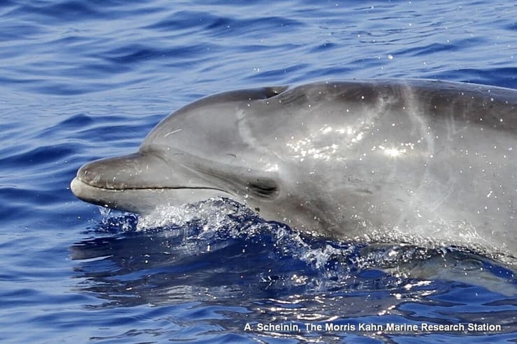 דולפין שנפצע ע"י כריש 
