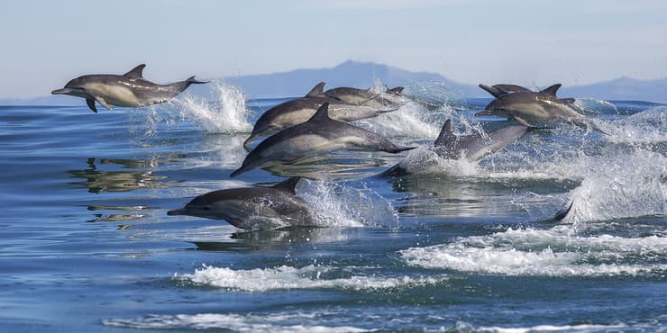 דולפינים מול חופי קליפורניה
