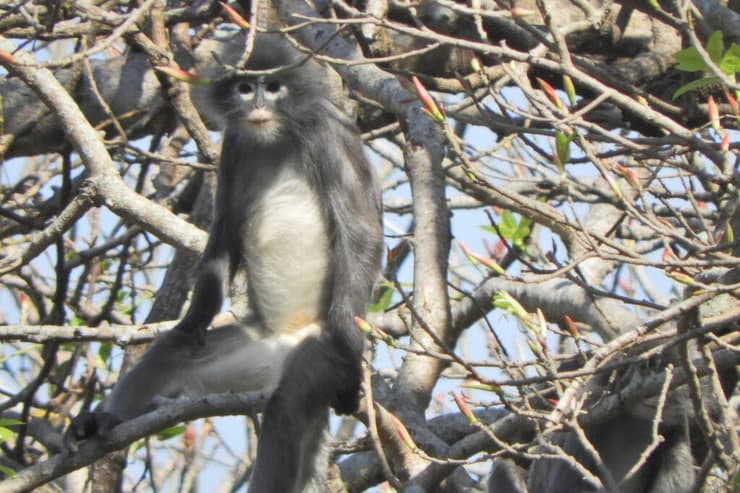 קוף פרימט פופה לנגור מיאנמר