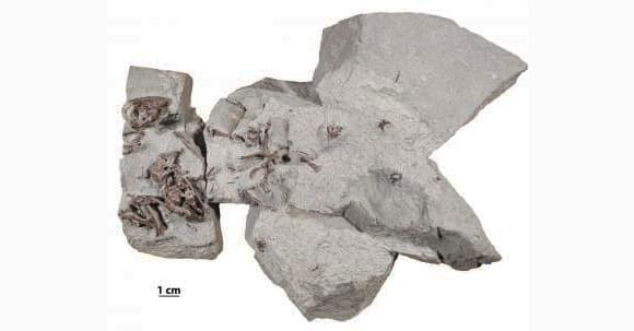 מאובנים שהתגלו במונטנה שבארצות הברית מראים שיונקים חיו יחדיו עוד בעידן הדינוזאורים. מקבץ של שלושה "עכברים ידידותיים" מאובנים