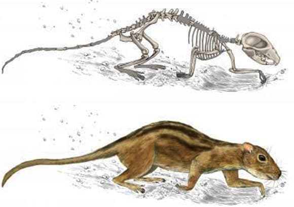 היונקים הקדומים חיו בקבוצה במאורה מתחת לאדמה. דיאגרמת שלד של "עכבר ידידותי" ושחזור כיצד נראה בחייו