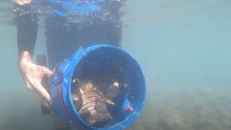 שחרור דגים שנלכדו בבריכת שאיבה