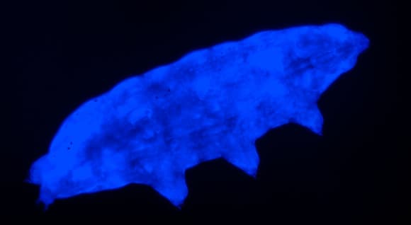 שורדים קרינת UV חזקה, על ידי המרה שלה לאור כחול בלתי מזיק. תמונת מיקרוסקופ של דובון מים מהמין שהתגלה לאחרונה, זורח בכחול