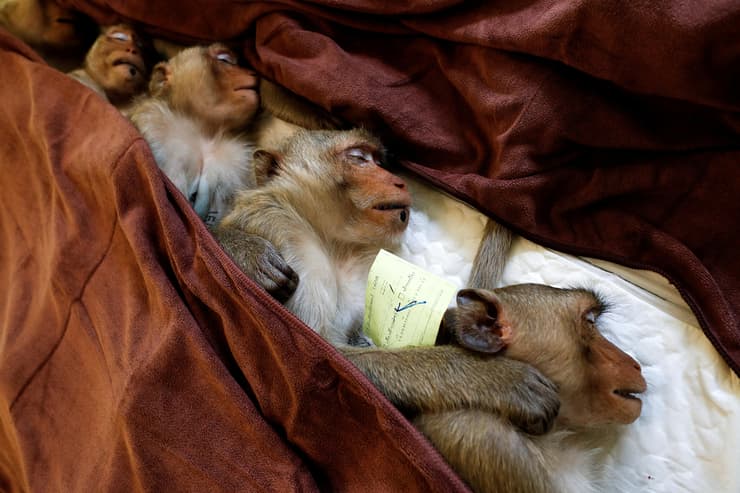 תמונות השנה של רויטרס 2020 קופים ישנים הורדמו ל צורך עיקור תאילנד 22 יוני
