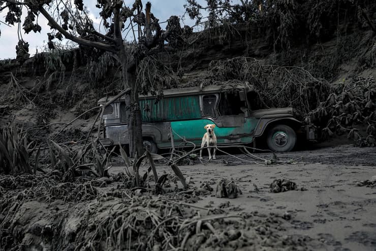 תמונות השנה של רויטרס 2020 כלב ליד הר הגעש טאל שכיסה ב אפר אזורים בפיליפינים 13 ינואר