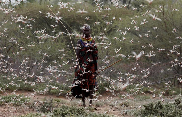 תמונות השנה של רויטרס 2020 אישה מ שבט טורקנה מכת ארבה ב קניה 2 יולי
