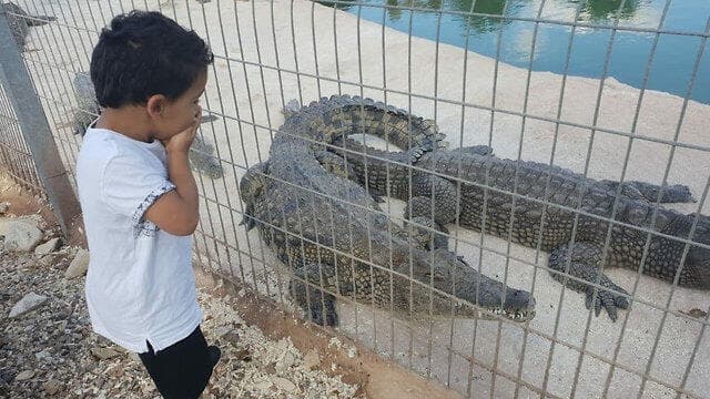 הילד שהותקף על ידי תנין בחוות התנינים ''קרוקולוקו'' שבערבה