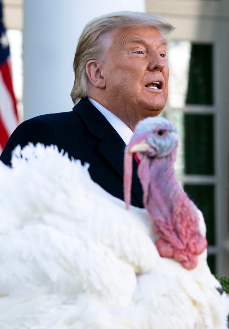 טראמפ טקס חנינה ל תרנגול הודו לקראת חג הודיה