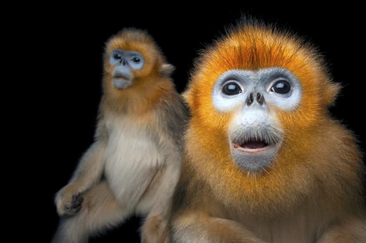 קופים שצילם ג'ואל סרטורה 