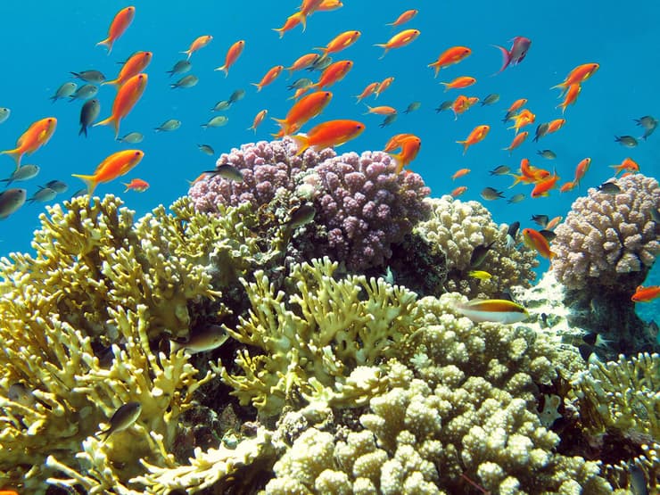 שמורת טבע חוף האלמוגים