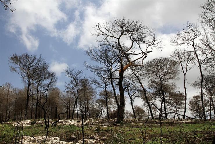 יערות הכרמל ימים אחדים אחרי השריפה הגדולה