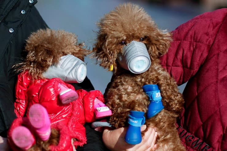 תמונות השנה בעולם של רויטרס שנגחאי סין כלבים קורונה