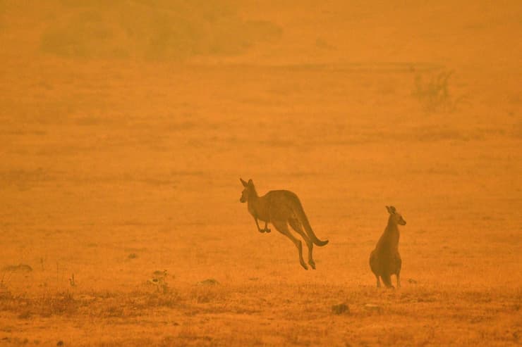 תמונות השנה בעולם של AFP קנגורו קופץ ב שריפות ב אוסטרליה ינואר