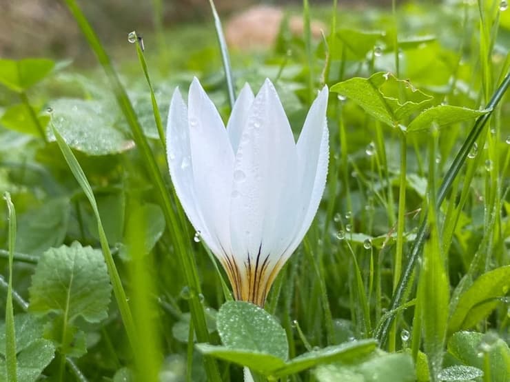 כרכום בנחל ארבל