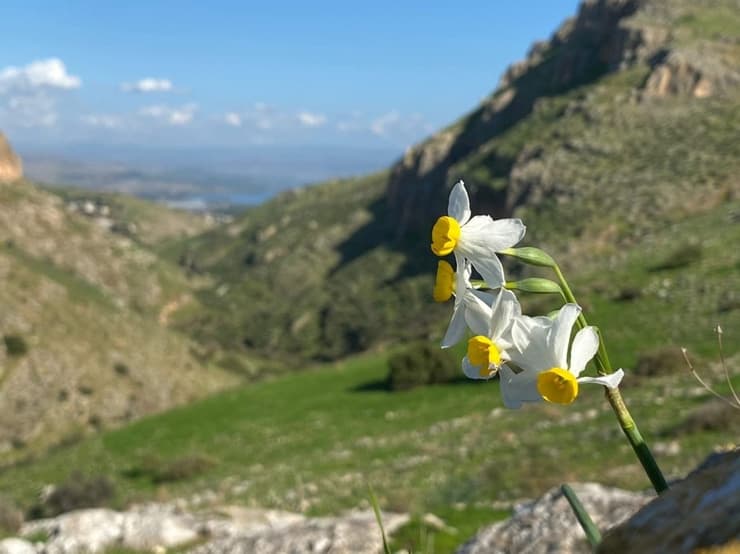 פריחת נרקיסים בנחל ארבל