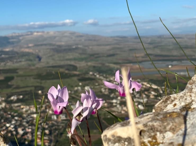 פריחת רקפות במצוק הארבל