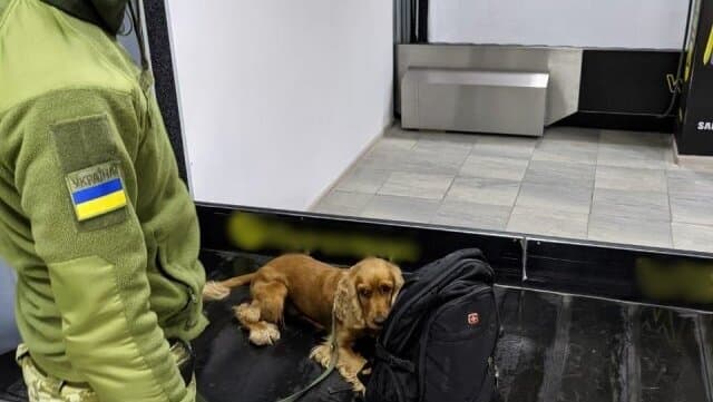 כלב הרחה תפס ישראלי שרצה לעלות לטיסה עם אקדח אוויר תחמושת ומיכלי גז פלפל